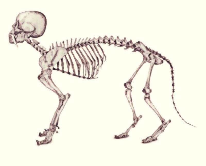 Карташев н.н., соколов в.е., шилов и.а. практикум по зоологии позвоночных. тема 20. скелет млекопитающего - электронная биологическая библиотека