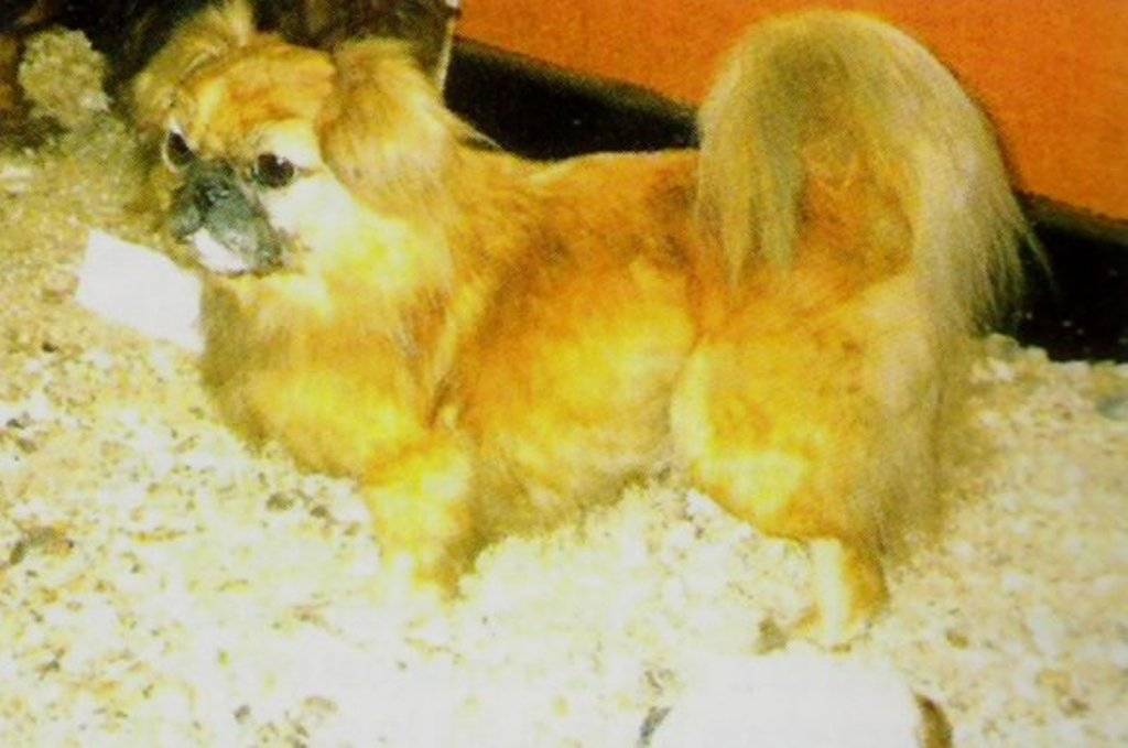 Японская собака акита-ину: описание породы, характер и отзывы о содержании