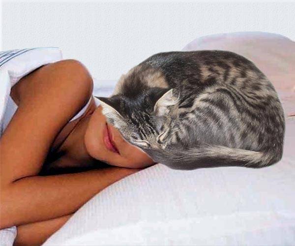 Почему кошки спят в ногах у хозяина, любят ложиться рядом с человеком, что это значит?