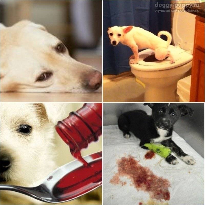 Диарея у собак - причины и лечение поноса у собак | forza 10