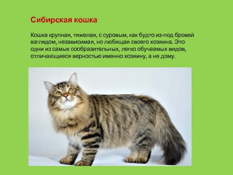 Сибирская кошка (сибирский кот): подробное описание породы с фото