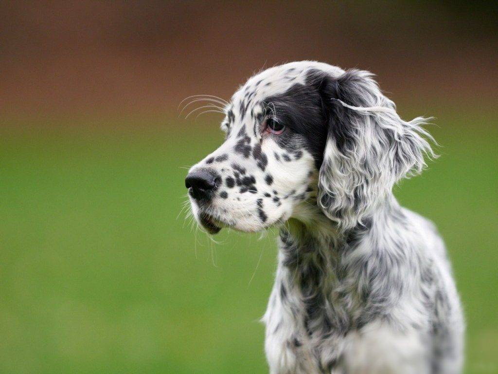 Собака английский сеттер: стандарты породы, характер и дрессировка