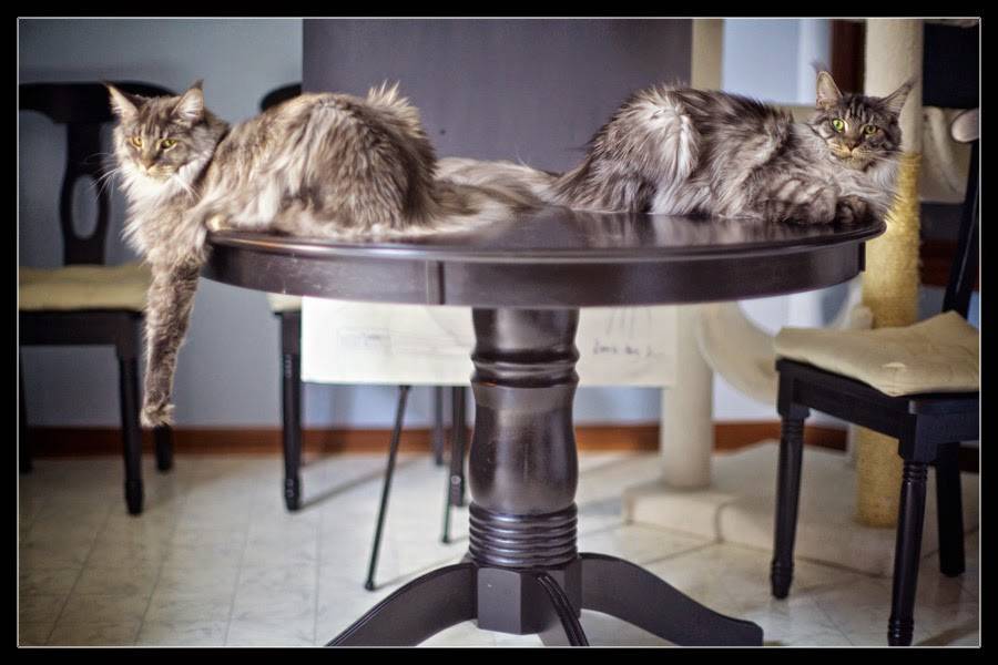 Как отучить кошек и котов лазить по столам