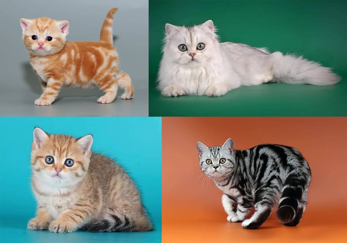 Окрасы кошек (окрас на шерсти кощачьих), коды окраса таблица