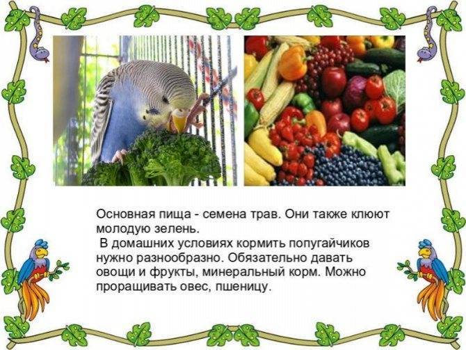 Фрукты и овощи для попугая - обзор от портала wikipet