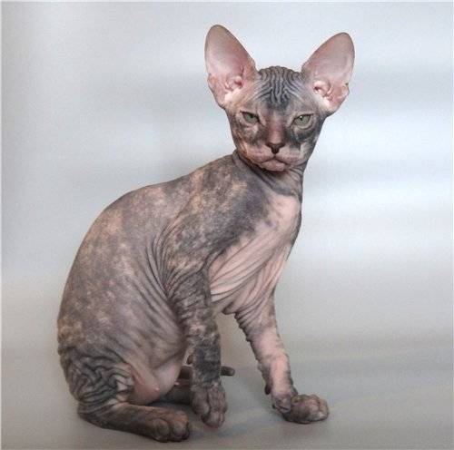 Черепаховый окрас кошек: стандарты и особенности, породы с описанием, фото