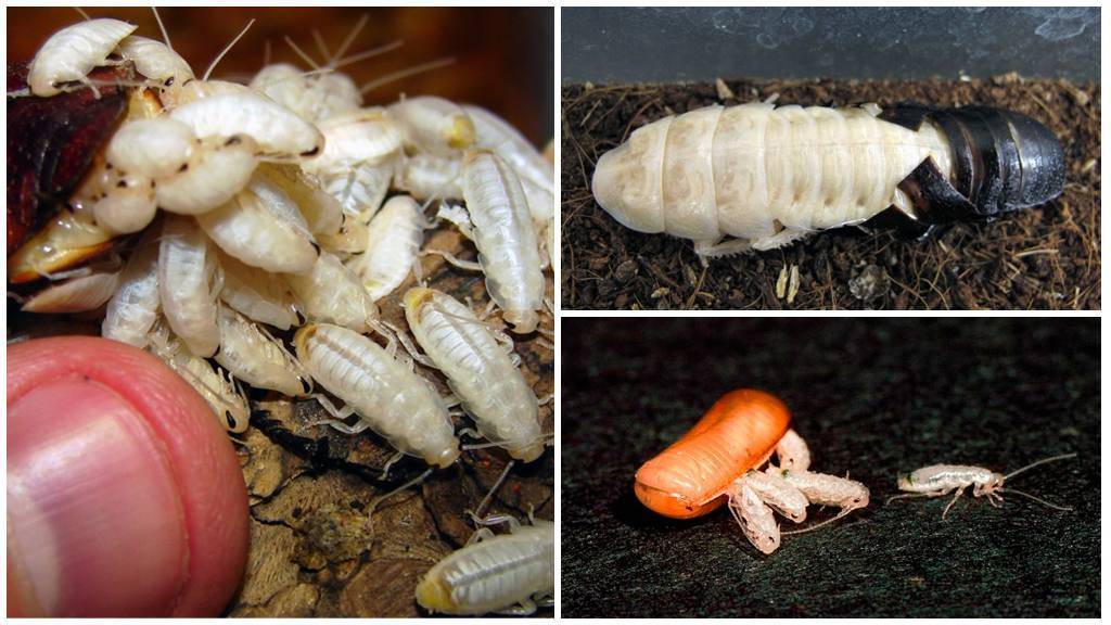 Яйца тараканов: как называется оболочка, в которую они запакованы, особенности размножения