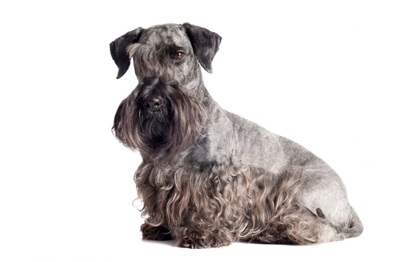 Порода собак чешский терьер фото — сайт эксперта по животным — howmeow