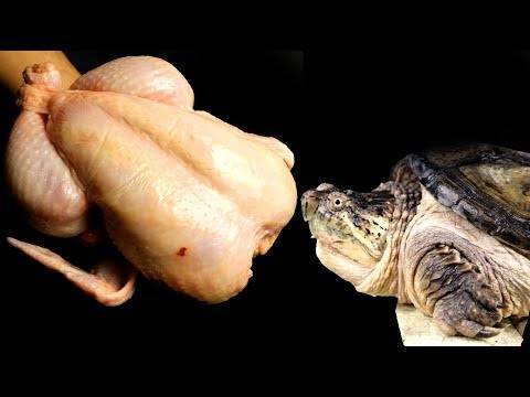 В чем заключаются особенности строения скелета черепахи: разбираемся развернуто
