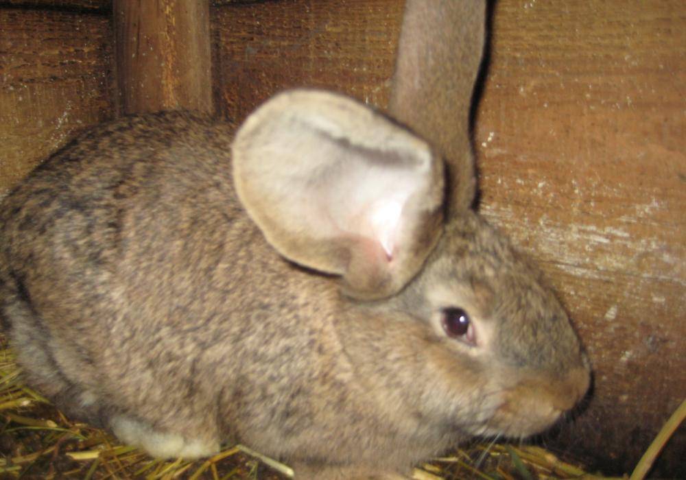 Кролики серебро полтавское: описание породы и характеристика, содержание