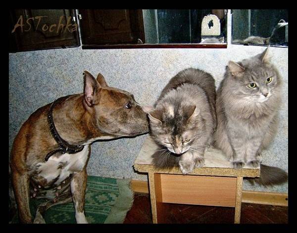 Содержание шиншиллы и кота в одной квартире