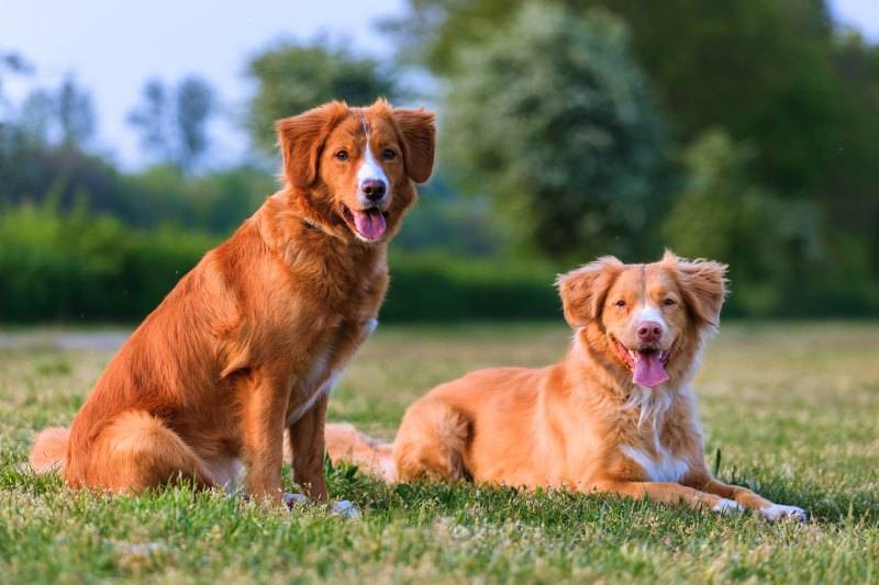 Новошотландский ретривер (толлер): описание породы собак с фото и видео