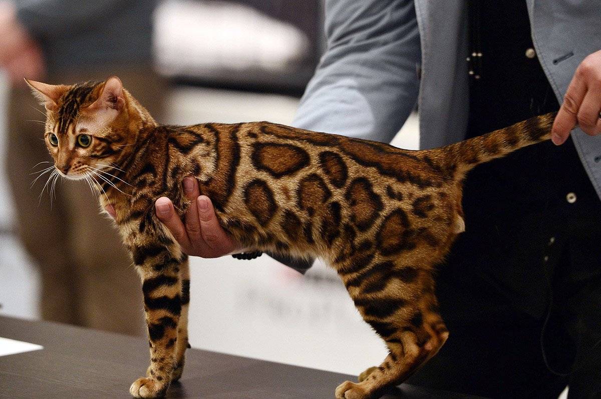 Экзотические породы кошек с окрасом как у леопарда. пятнистые породы кошек леопардовый кот домашний