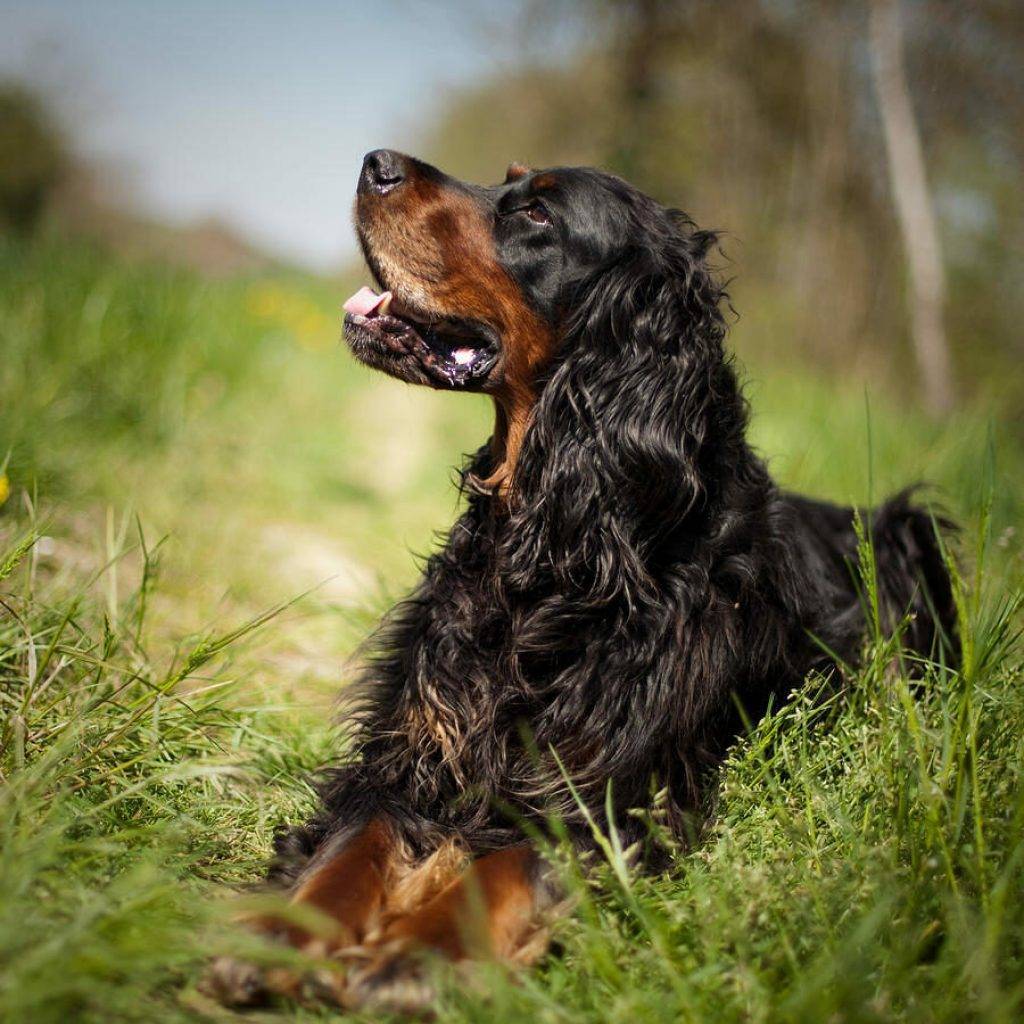 Порода собак шотландский сеттер и ее характеристики с фото