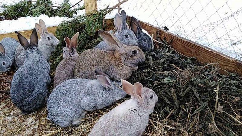Содержание кроликов зимой: уход и чем кормить и поить