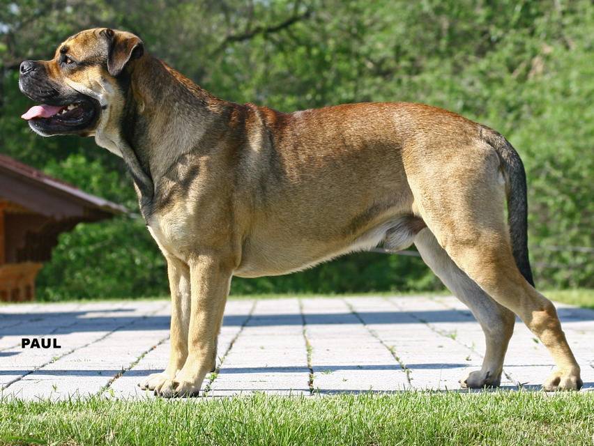 Порода собаки ка-де-бо (кадебо, майоркский мастиф): характеристики, фото, характер, правила ухода и содержания