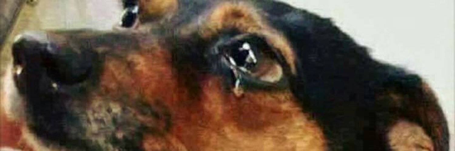 Могут ли собаки плакать: умеют ли, а также причины, почему у них текут слезы из глаз - от эмоций и благодарности, во сне, от боли и грусти