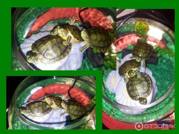 Чем кормить красноухую черепаху: подбор рациона питания, что можно давать, кроме готовых кормов