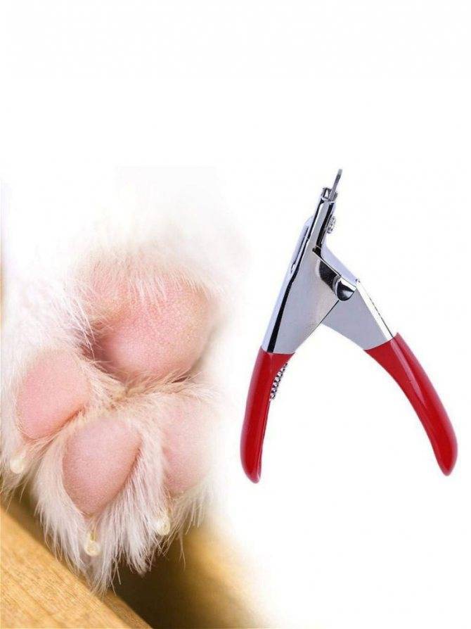 Как подстричь собаку в домашних условиях: все, что нужно знать о тонкостях груминга