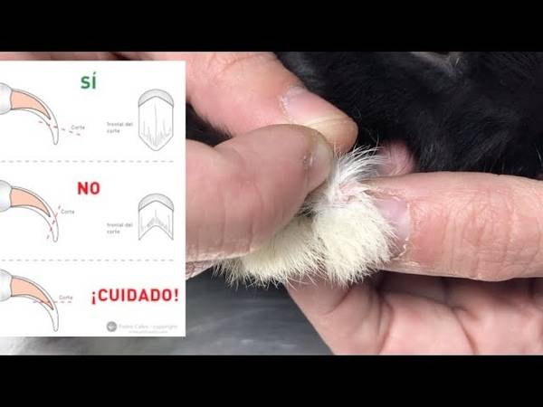 Как подстричь когти декоративному кролику: подробная инструкция