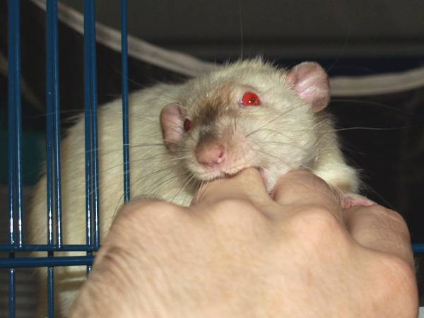 Декоративная крыса дамбо - описание, уход и содержание домашних условиях