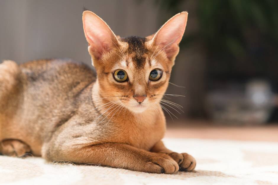Абиссинская кошка - 135 фото внешнего вида и все плюсы породы в обзоре!