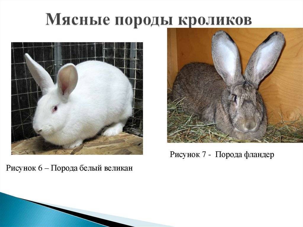 Кролики-великаны: породы, характеристика и разведение в домашних условиях