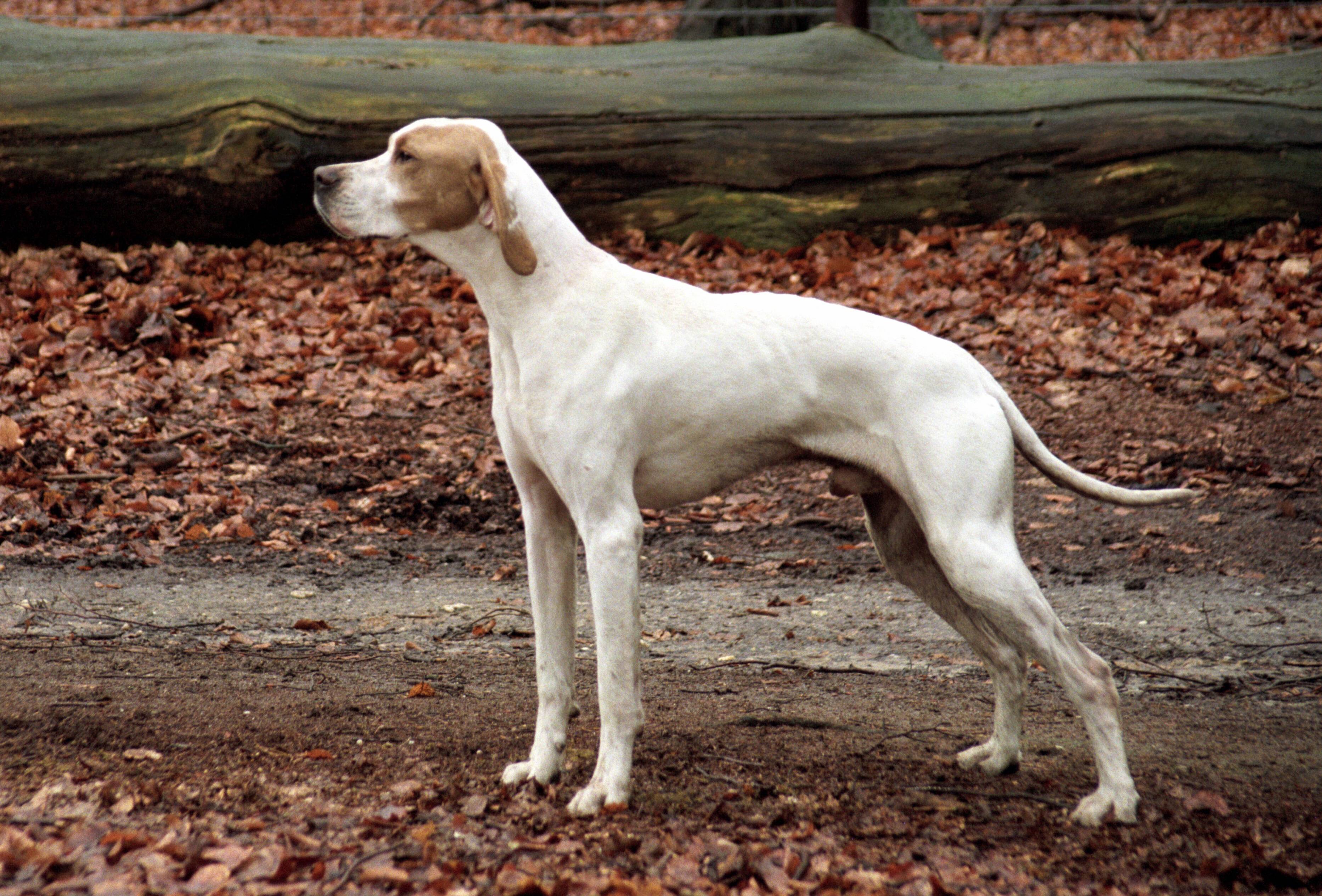 Английский пойнтер — порода собак