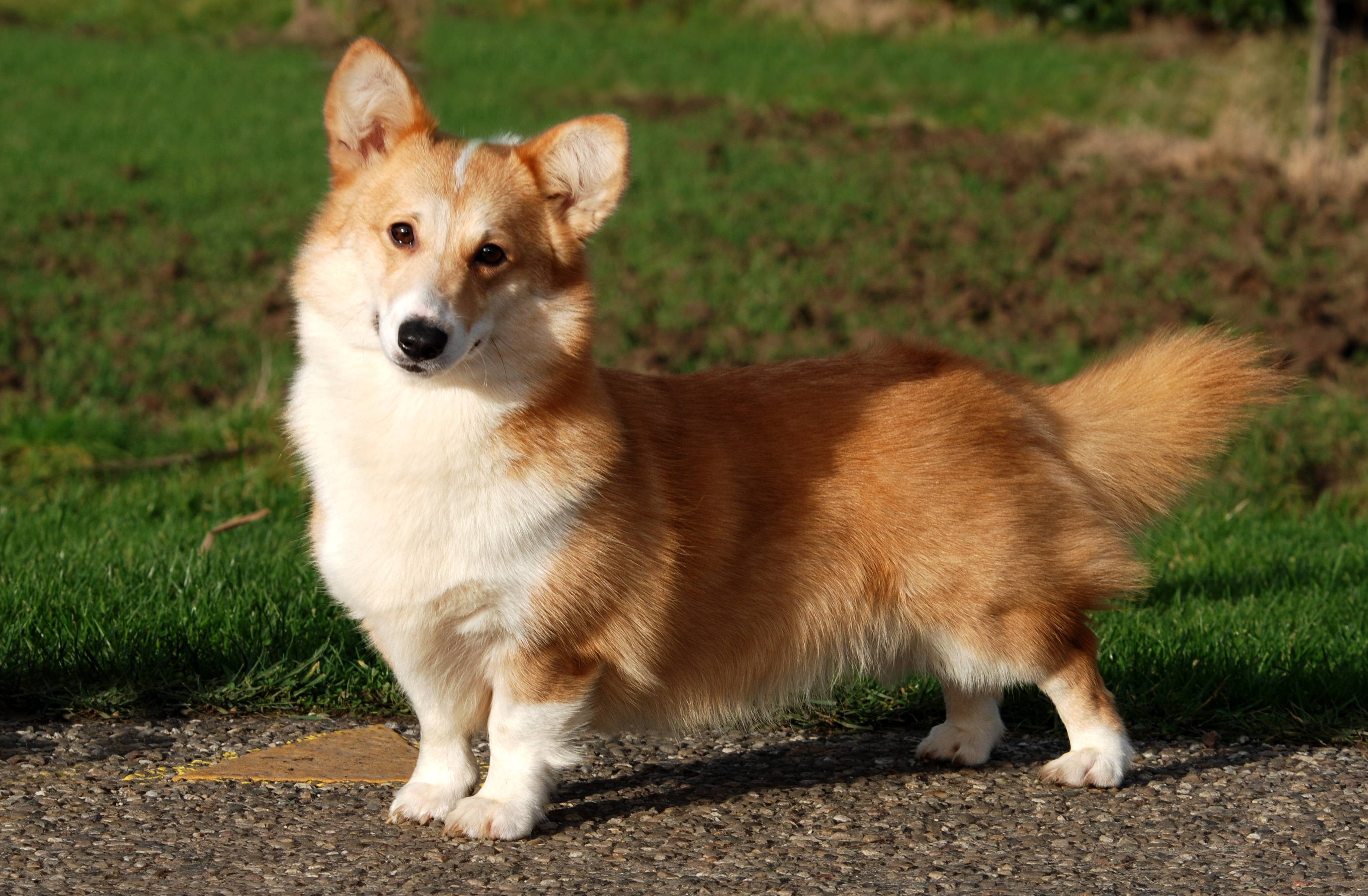 Порода собак с длинными ушами и короткими лапами фото и название