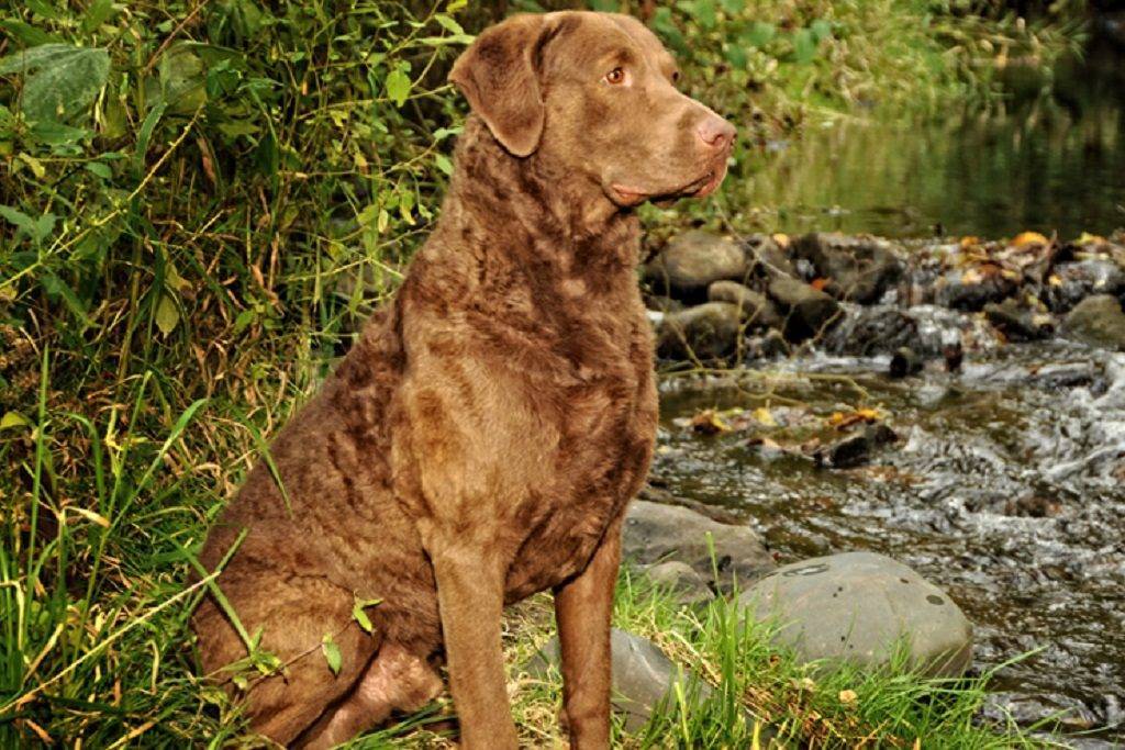 Чесапик бей ретривер: характеристики породы собаки, фото, характер, правила ухода и содержания - petstory