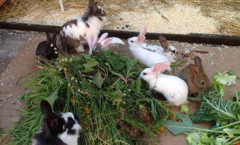Можно ли давать кроликам одуванчики? можно ли одуванчики кроликам? - животные и растения - вопросы и ответы