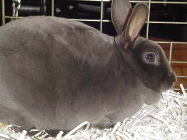 Беременность у кроликов: сколько длится и сколько кроликов может принести крольчиха?