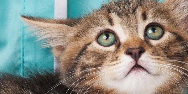 7 причин пены изо рта у кошки - что делать