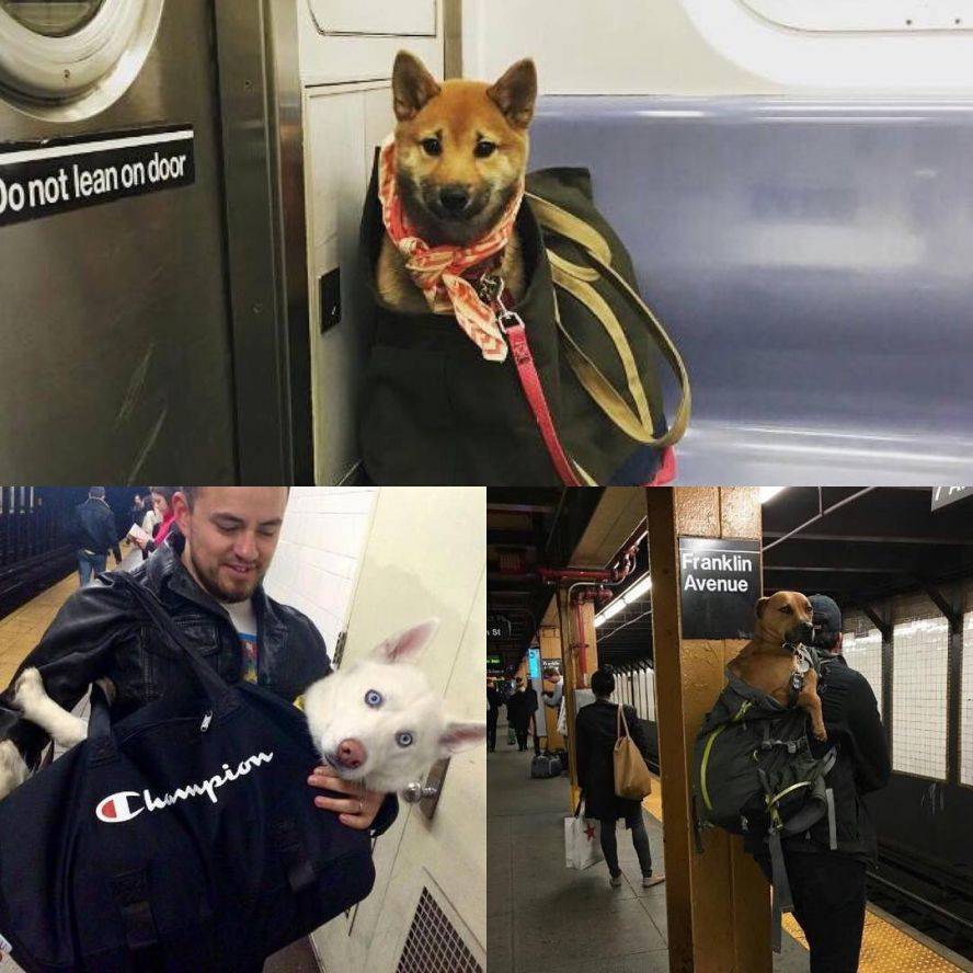 Правила провоза собаки в метро