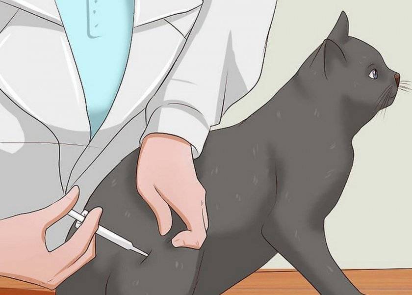 Как правильно сделать укол кошке – советы, рекомендации