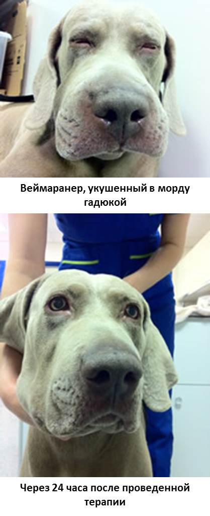 Почему собака лижет лапы