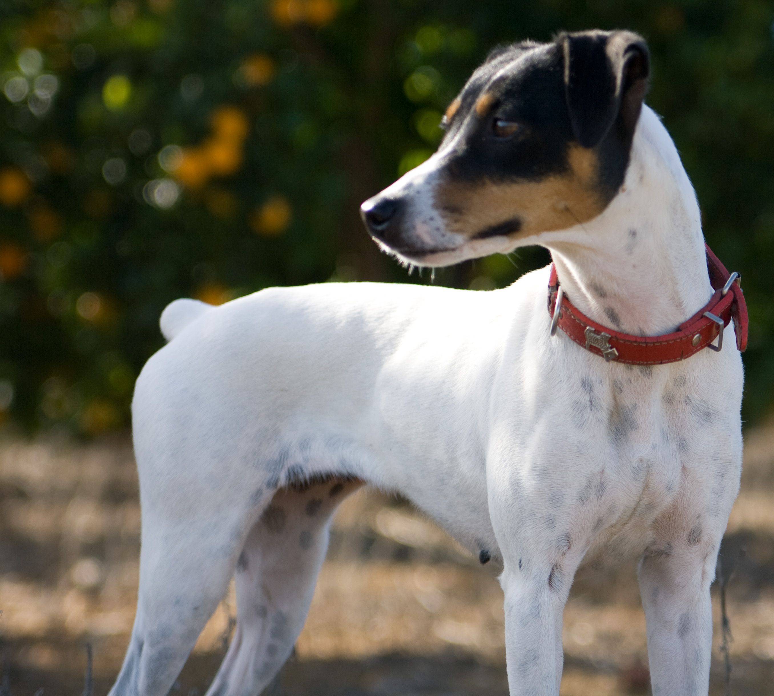 Валенсийский ратер: описание породы собак, содержание