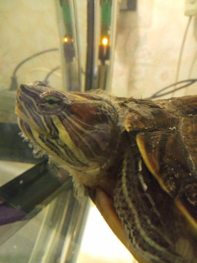 Болезни красноухих черепах: симптомы и лечение, первая помощь в домашних условиях