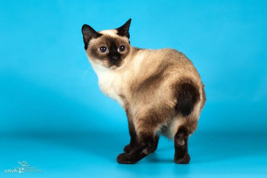 Скиф той боб — кошка, выведенная в ростове: история создания и описание внешности, особенности поведения