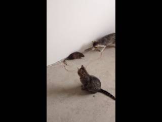 Описание пород котов, которые лучше ловят мышей и крыс