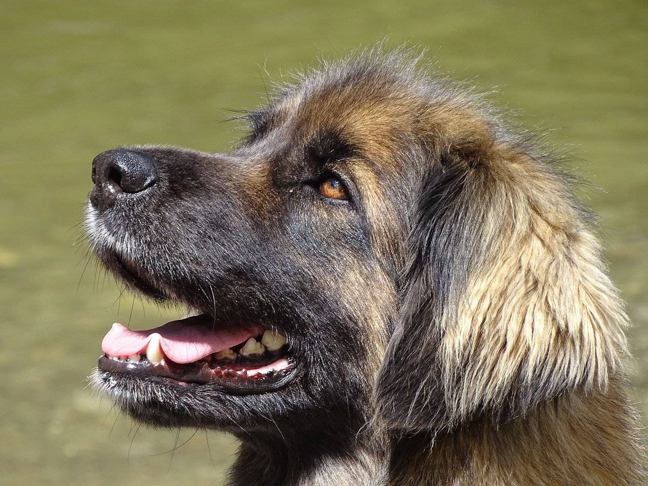 Леонбергер: описание, характер собаки, уход, фото