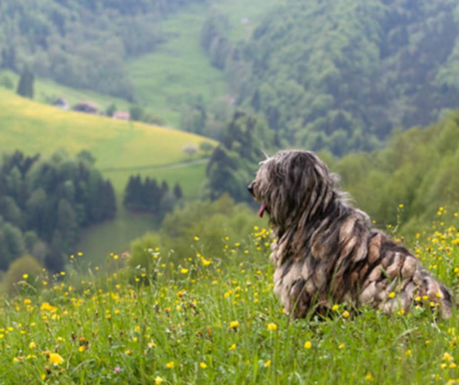 Бергамская овчарка - описание породы и характер собаки