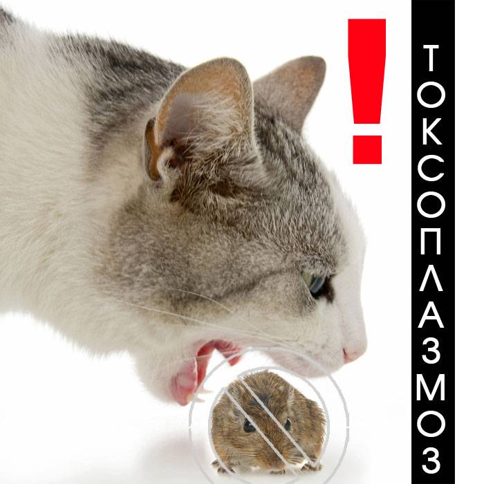 Токсоплазмоз у кошек | ветпрактика