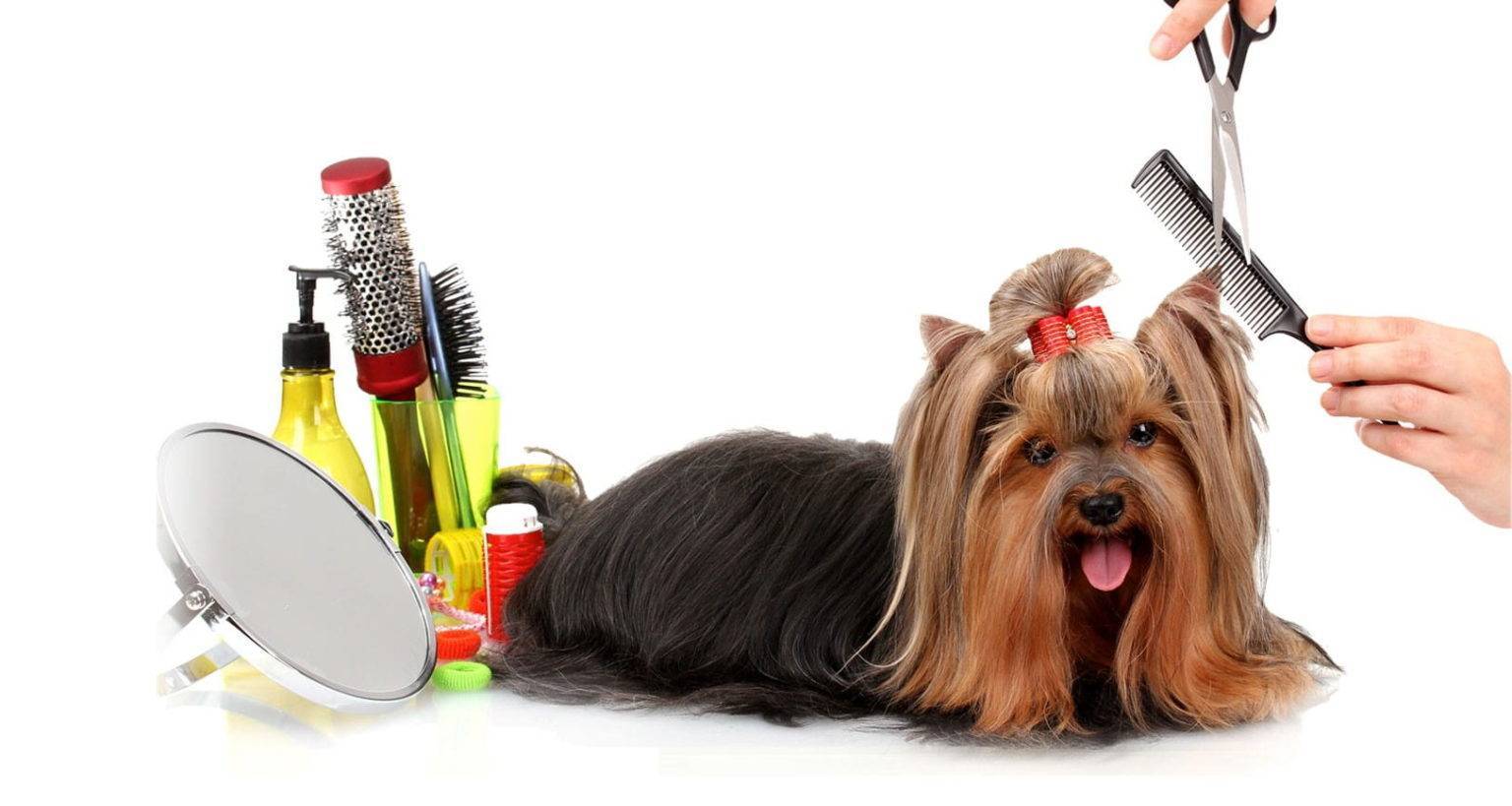 Груминг собак: секреты стрижек и завязывания бантиков