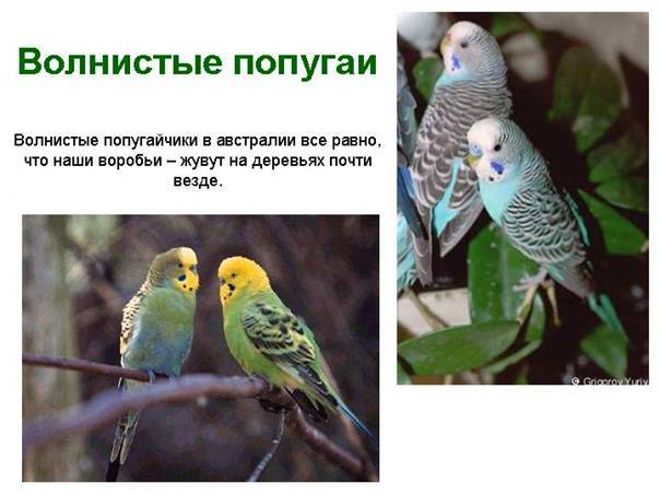 Топ-25 познавательных фактов о попугаях