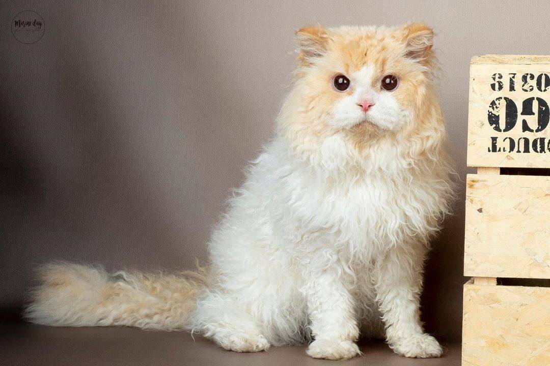 Селкирк рекс: описание и характер породы кошек, уход