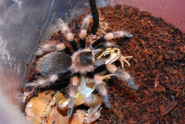 Тарантул паук. образ жизни и среда обитания паука тарантула