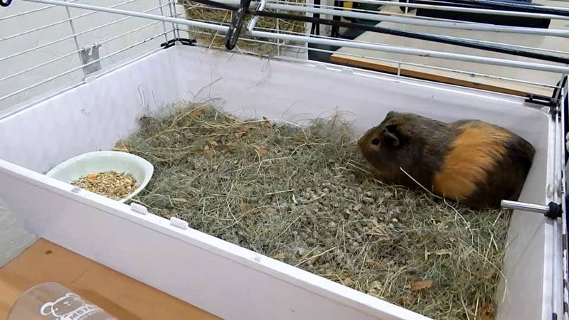 Морские свинки: кормление и уход в домашних условиях