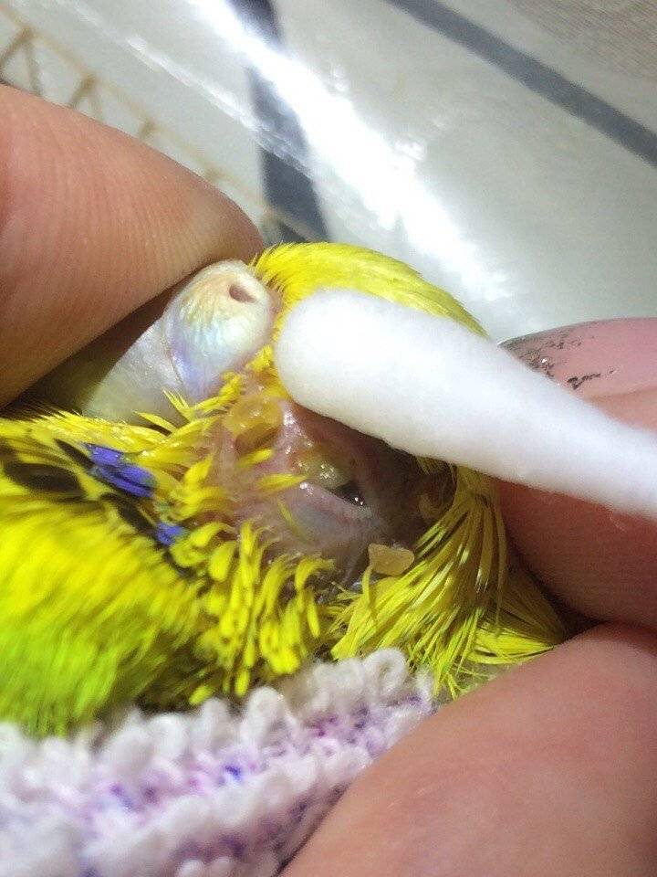 Волнистый попугай чешет попу