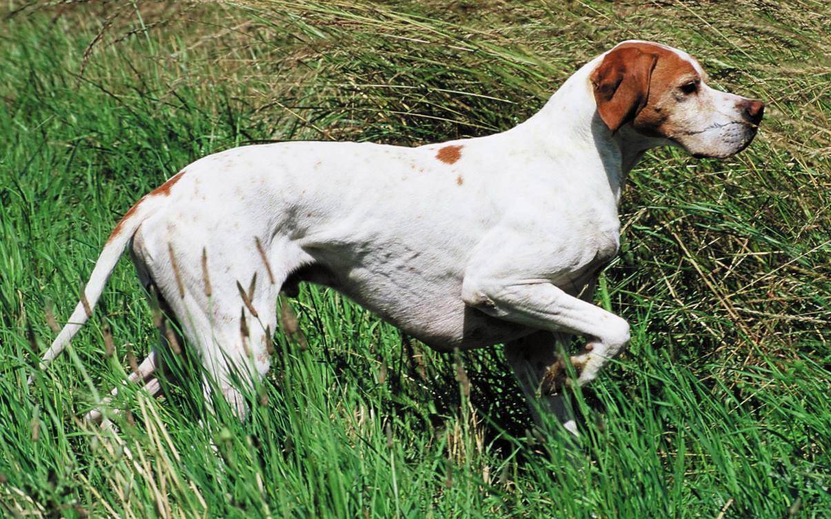 Английский пойнтер — классическая охотничья собака с выдержанным характером - окружающий мир вокруг нас